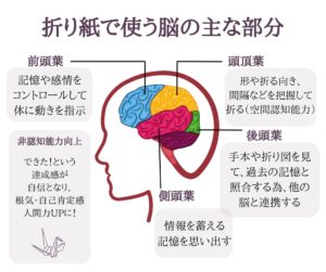 折り紙で使う脳の主な部分
